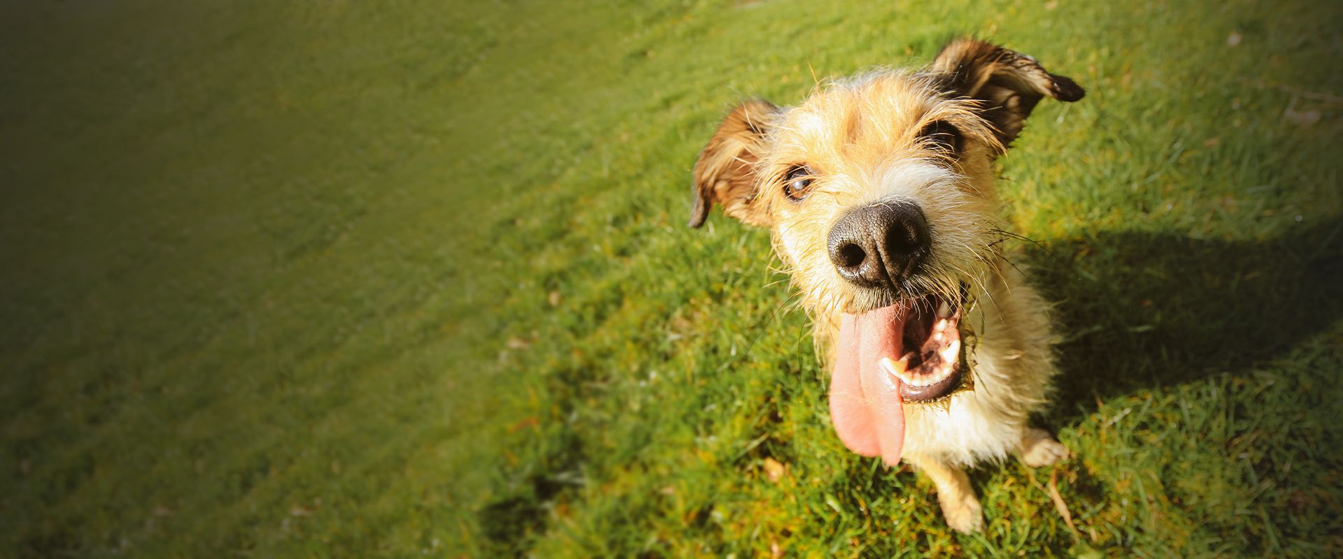 furry dog with its tongue out looking at the camera